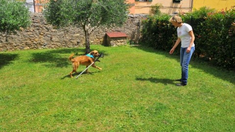 Cani guida, hearing dog e cani da assistenza: quando Fido è un … – Disabili.com