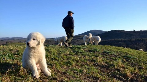 Foreste Casentinesi, come gestire i cani da guardia a protezione dal … – ForlìToday