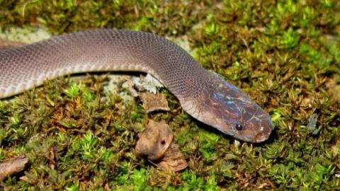 163 nuove spettacolari specie scoperte in Mekong: a rischio … – greenMe.it