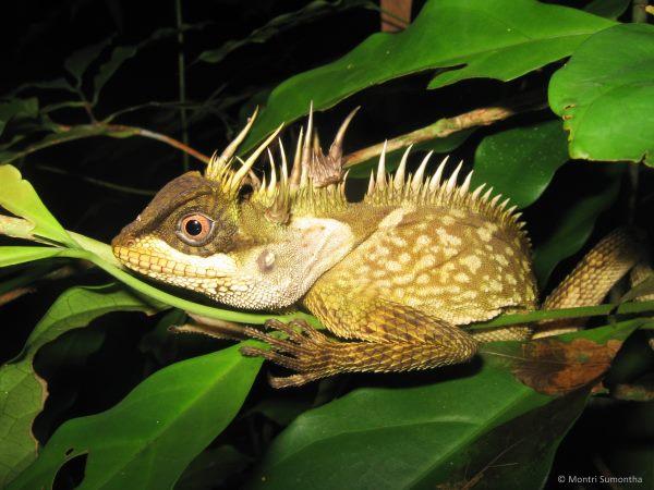 2. agamid