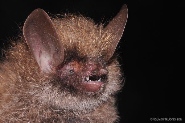 3. pipistrello