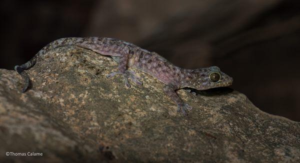 7. geko