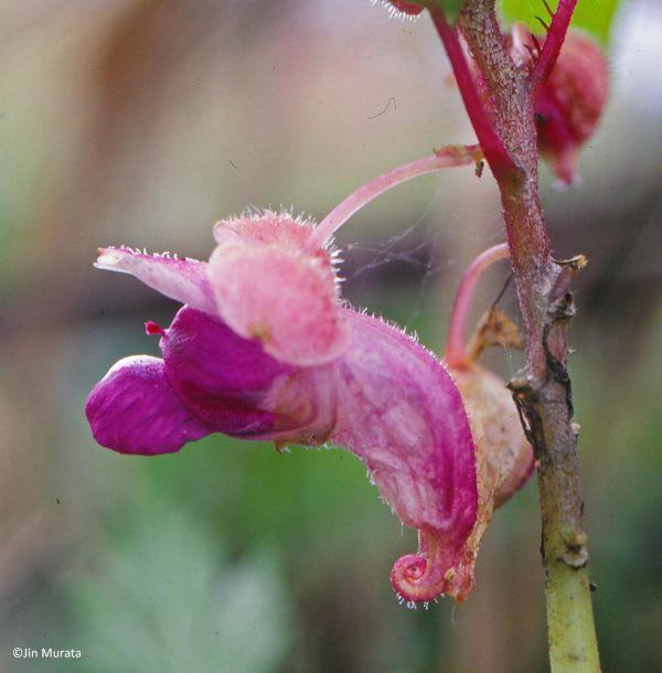 8. fiore viola