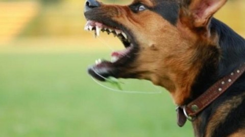 Zuffa sull'argine del fiume: cagnolina azzannata, salvata dal padrone – Il Gazzettino