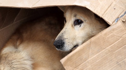 Cani randagi e incidenti: chi paga il risarcimento danni? – Investire Oggi