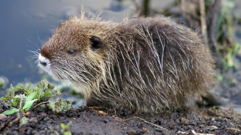 LAV, ENPA E LAC a Gentiloni: 2017 inauguri nuova politica per la fauna