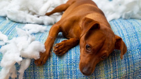 Botti di capodanno, i rimedi naturali per cani e gatti e le cure antistress – LifeGate