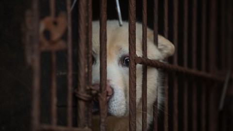 Sud Corea, chiude il più grande mercato di carne di cane del Paese – LifeGate