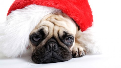 AIDAA: attenzione alle truffe dei “cani di Natale” – Meteo Web