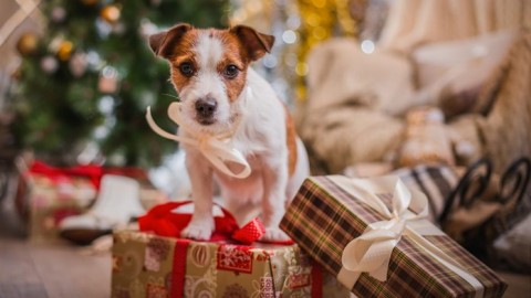 Natale, cani e gatti: consigli per il loro benessere – Ok Salute e Benessere