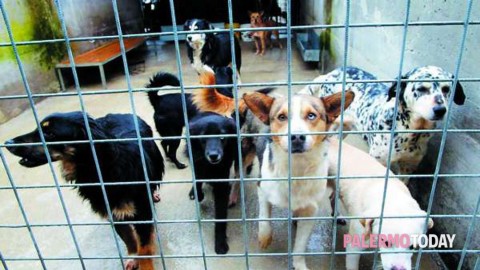 Incentivo di 480 euro a chi adotta un cane, animalisti furiosi … – PalermoToday