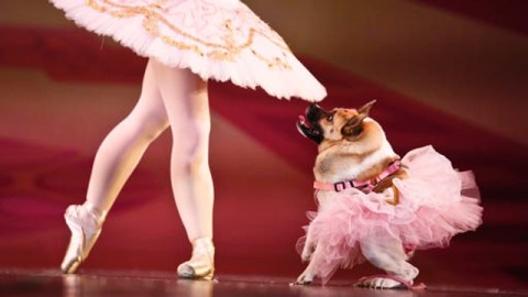Lo Schiaccia-meticcio, un balletto di Natale veramente da cani – Rai News