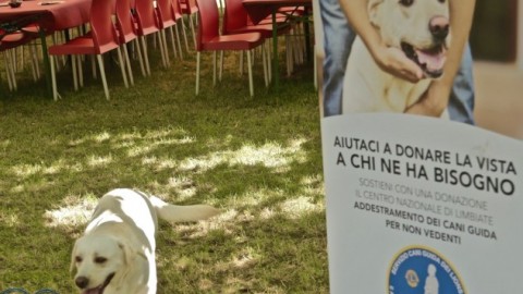 Sabato la raccolta fondi dei Lions per la donazione di un cane guida – Ravenna24ore (Comunicati Stampa) (Blog)