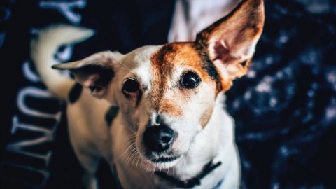 Vivere con un cane, impariamo a parlare la stessa lingua – Riviera24.it