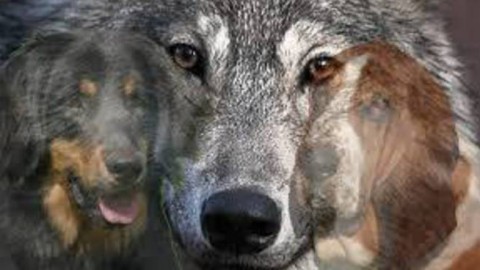 Il cane non è più un lupo: le differenze tra le due specie – Riviera24.it