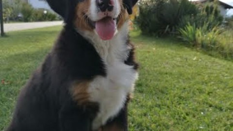 Il cane, il miglior amico dell'uomo, è tra i regali più gettonati a Natale – TargatoCn.it
