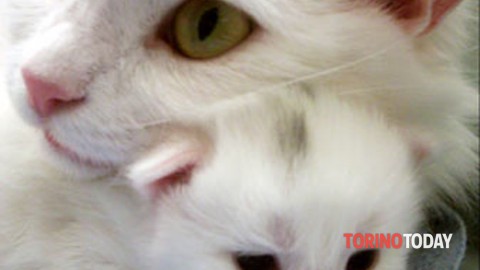 “Manuale di sopravvivenza per gatti”, la presentazione al Neko Cafè – TorinoToday