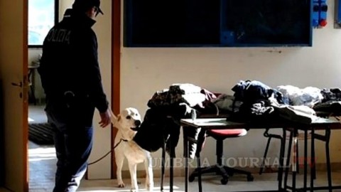 Cani poliziotto Questura di Perugia a caccia di droga nelle scuole – Umbria Journal il sito degli umbri