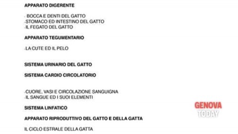 Corso di management e primo soccorso del gatto – GenovaToday