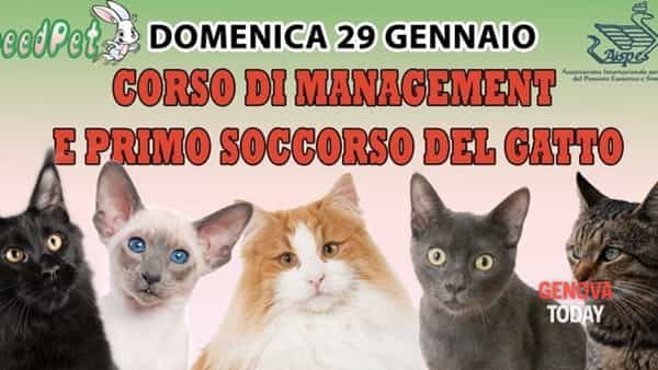corso management e primo soccorso gatto-3