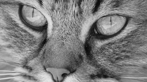 Gatto percorre 140 chilometri per morire a casa – GreenStyle