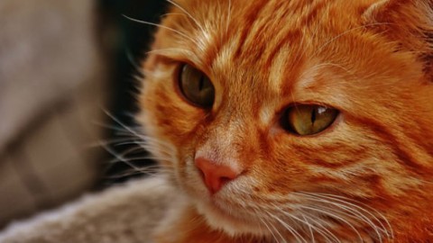 Little Man: gatto con problemi motori star su Instagram – GreenStyle