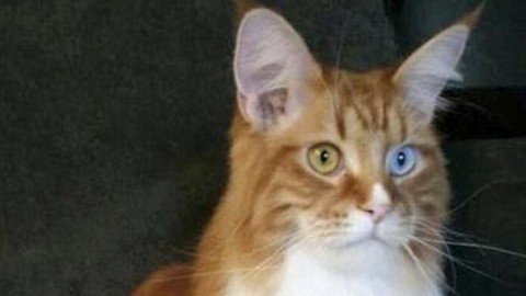 Mille gatti in Fiera: dai rarissimi Singapura all'unico Maine Coon … – Il Gazzettino