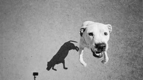 Rimba, il cane cresciuto senza una carezza (e innamorato del mare) – Vanity Fair.it