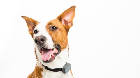 CES 2017, con Whistle 3 cane e gatto sono sempre sotto controllo – Wired.it