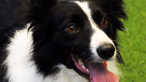 Il cane più intelligente? Il Border Collie: lo dice anche un'app – TGCOM