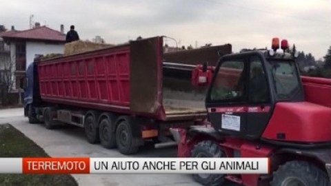 Perché i cani ci saltano addosso? E soprattutto come evitarlo? – L'Eco di Bergamo (Registrazione)