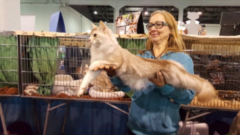 Gatti rarissimi in Fiera a Padova alla mostra concorso più importante … – Padova24ore.it