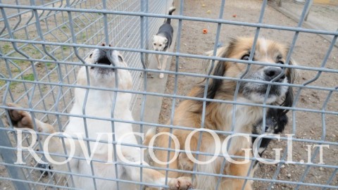 “Decine di cani maltrattati”: si costituisce la Lega del Cane – RovigoOggi.it