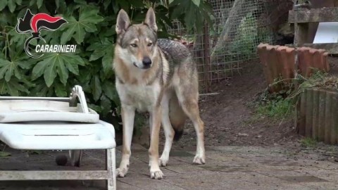 'Ave Lupo', sequestrati 229 cani ibridi dal Comando Forestale … – Blasting News