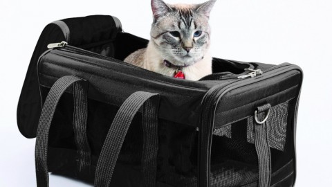 Gatti: come abituarli a stare nel trasportino | Velvet Pets Italia – Velvet Pets Italia (Blog)