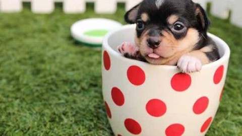 Assicurazione animali domestici: i costi. Età e razza sono determinanti – Affaritaliani.it