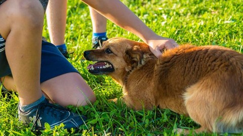 Italia sempre più solidale con gli animali – Ambiente Quotidiano