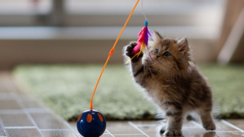 Gatti in appartamento: i giochi per non farli annoiare – Borderline24 – Il giornale di Bari