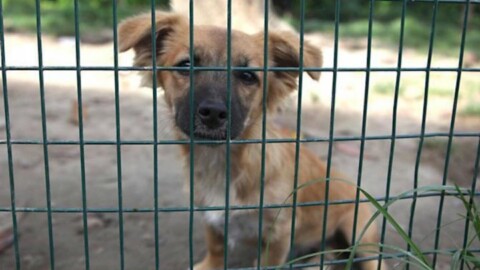 Adotta un cane – Città Nuova