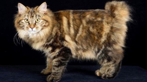 I Maine Coon, i gatti più grandi del mondo, in mostra al Lucca Fiere … – gonews