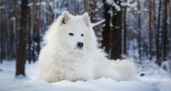 zampe cani freddo