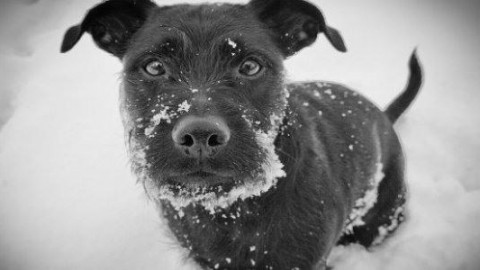 Come proteggere le zampe del cane con ghiaccio e neve – greenMe.it