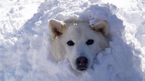 “Fa un freddo cane”: ecco perché si dice così – Il Messaggero