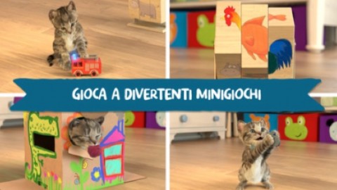 Piccolo micio: il gioco del felino virtuale in un'app per iOS – iLoveTech