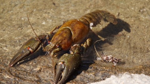 Crostacei vivi sul ghiaccio. La Cassazione conferma la condanna!