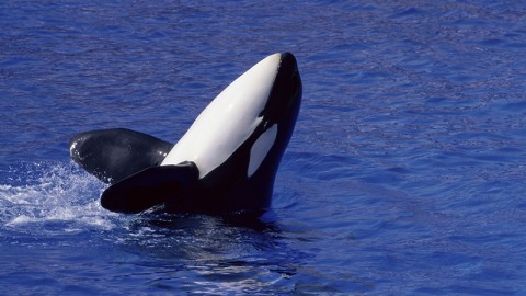 &quot;ANIMAL WASHING&quot;, lavatrice di coscienza e immagine per lo sfruttamento