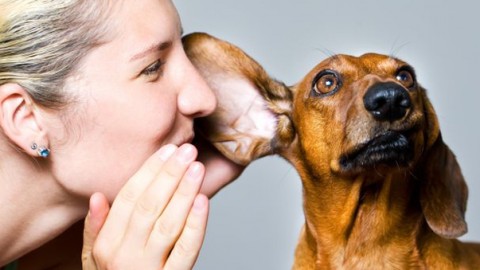 Parlare ai cani come ai bambini funziona: ma solo se sono cuccioli – Leggo.it