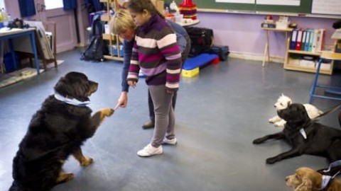 La sensibilità dei cani al tono della voce – Le Scienze