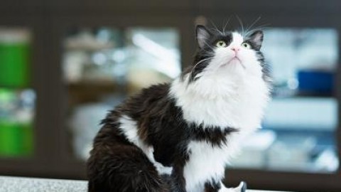 Animali: 2 gatti bionici a Sofia, camminano con zampe in titanio – Meteo Web