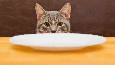 Il gatto ha memoria? Ecco cosa dice la scienza – Ok Salute e Benessere